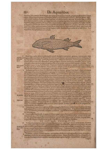 Reproducción/Reproduction 15382396139: Conradi Gesneri medici Tigurini Historiae animalium liber IV :. Francofurti :In Bibliopolio Andreae Cambieri,anno MDCIIII [1604]