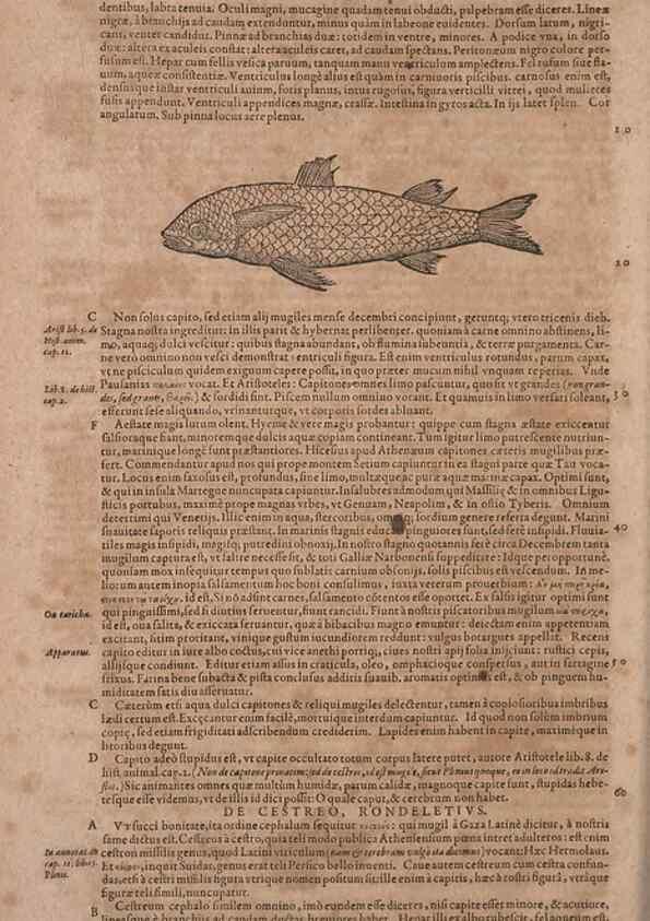 Reproducción/Reproduction 15382396139: Conradi Gesneri medici Tigurini Historiae animalium liber IV :. Francofurti :In Bibliopolio Andreae Cambieri,anno MDCIIII [1604]