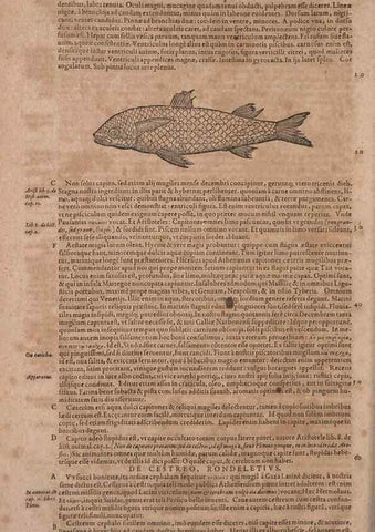 Reproducción/Reproduction 15382396139: Conradi Gesneri medici Tigurini Historiae animalium liber IV :. Francofurti :In Bibliopolio Andreae Cambieri,anno MDCIIII [1604]