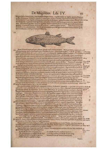 Reproducción/Reproduction 15383398350: Conradi Gesneri medici Tigurini Historiae animalium liber IV :. Francofurti :In Bibliopolio Andreae Cambieri,anno MDCIIII [1604]