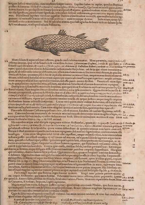 Reproducción/Reproduction 15383398350: Conradi Gesneri medici Tigurini Historiae animalium liber IV :. Francofurti :In Bibliopolio Andreae Cambieri,anno MDCIIII [1604]