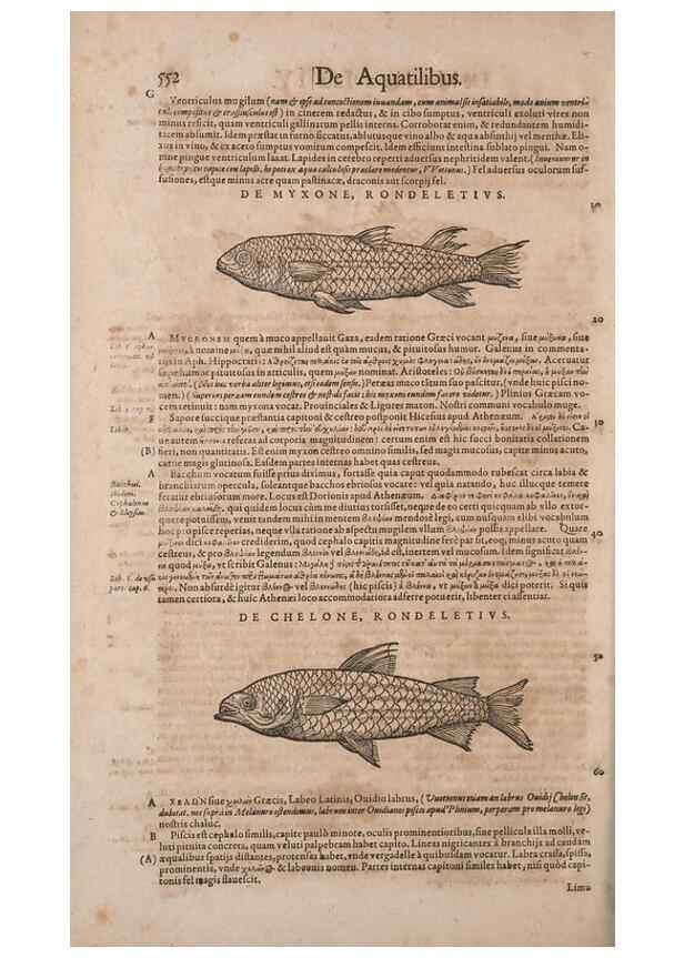 Reproducción/Reproduction 14948281634: Conradi Gesneri medici Tigurini Historiae animalium liber IV :. Francofurti :In Bibliopolio Andreae Cambieri,anno MDCIIII [1604]