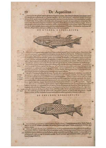 Reproducción/Reproduction 14948281634: Conradi Gesneri medici Tigurini Historiae animalium liber IV :. Francofurti :In Bibliopolio Andreae Cambieri,anno MDCIIII [1604]