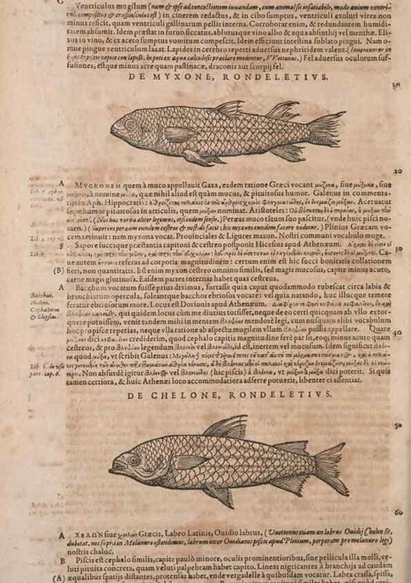 Reproducción/Reproduction 14948281634: Conradi Gesneri medici Tigurini Historiae animalium liber IV :. Francofurti :In Bibliopolio Andreae Cambieri,anno MDCIIII [1604]