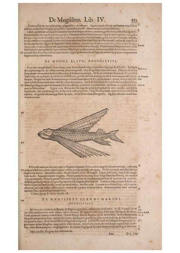 Reproducción/Reproduction 15566363221: Conradi Gesneri medici Tigurini Historiae animalium liber IV :. Francofurti :In Bibliopolio Andreae Cambieri,anno MDCIIII [1604]