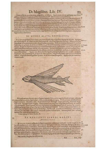 Reproducción/Reproduction 15566363221: Conradi Gesneri medici Tigurini Historiae animalium liber IV :. Francofurti :In Bibliopolio Andreae Cambieri,anno MDCIIII [1604]