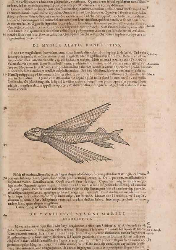 Reproducción/Reproduction 15566363221: Conradi Gesneri medici Tigurini Historiae animalium liber IV :. Francofurti :In Bibliopolio Andreae Cambieri,anno MDCIIII [1604]