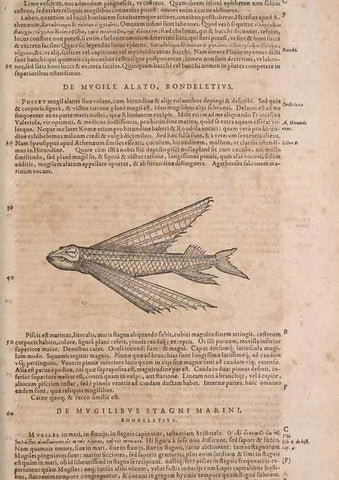Reproducción/Reproduction 15566363221: Conradi Gesneri medici Tigurini Historiae animalium liber IV :. Francofurti :In Bibliopolio Andreae Cambieri,anno MDCIIII [1604]