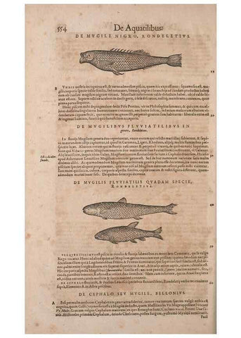 Reproducción/Reproduction 14948286184: Conradi Gesneri medici Tigurini Historiae animalium liber IV :. Francofurti :In Bibliopolio Andreae Cambieri,anno MDCIIII [1604]