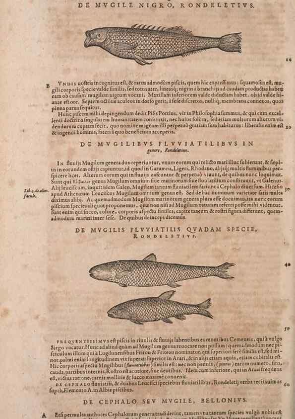 Reproducción/Reproduction 14948286184: Conradi Gesneri medici Tigurini Historiae animalium liber IV :. Francofurti :In Bibliopolio Andreae Cambieri,anno MDCIIII [1604]