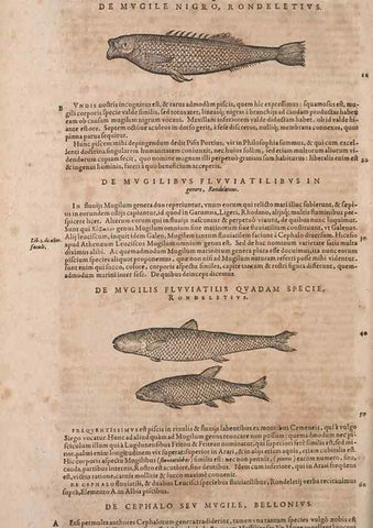 Reproducción/Reproduction 14948286184: Conradi Gesneri medici Tigurini Historiae animalium liber IV :. Francofurti :In Bibliopolio Andreae Cambieri,anno MDCIIII [1604]