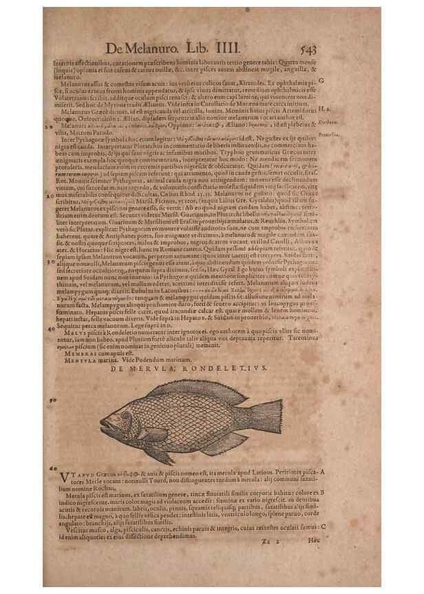 Reproducción/Reproduction 14948271414: Conradi Gesneri medici Tigurini Historiae animalium liber IV :. Francofurti :In Bibliopolio Andreae Cambieri,anno MDCIIII [1604]