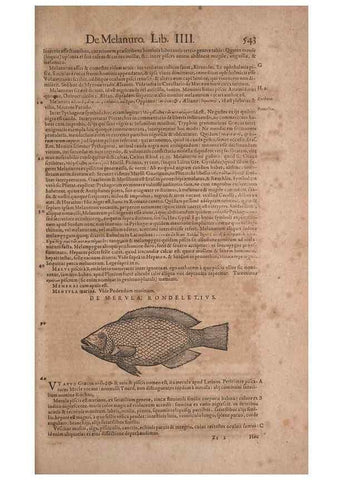 Reproducción/Reproduction 14948271414: Conradi Gesneri medici Tigurini Historiae animalium liber IV :. Francofurti :In Bibliopolio Andreae Cambieri,anno MDCIIII [1604]