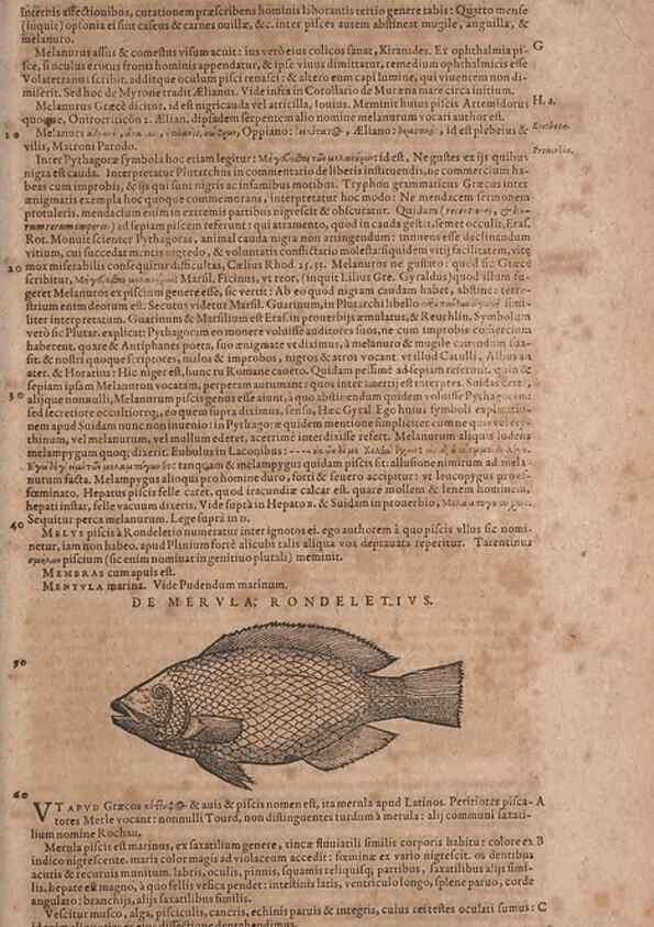 Reproducción/Reproduction 14948271414: Conradi Gesneri medici Tigurini Historiae animalium liber IV :. Francofurti :In Bibliopolio Andreae Cambieri,anno MDCIIII [1604]