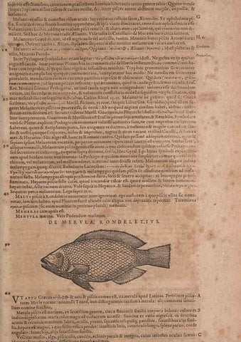 Reproducción/Reproduction 14948271414: Conradi Gesneri medici Tigurini Historiae animalium liber IV :. Francofurti :In Bibliopolio Andreae Cambieri,anno MDCIIII [1604]