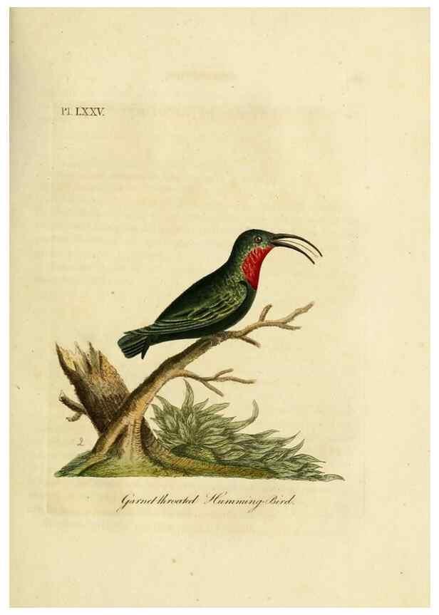 Reproducción/Reproduction 10310603306: A general history of birds /. Winchester [England] :Printed by Jacob and Johnson, for the author : sold in London by G. and W.B. Whittaker ... [and 3 others],1821-1828.