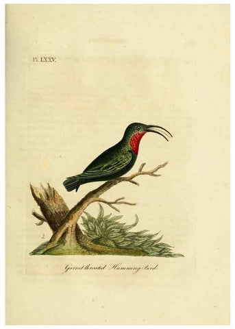 Reproducción/Reproduction 10310603306: A general history of birds /. Winchester [England] :Printed by Jacob and Johnson, for the author : sold in London by G. and W.B. Whittaker ... [and 3 others],1821-1828.