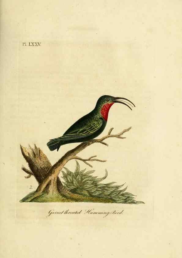 Reproducción/Reproduction 10310603306: A general history of birds /. Winchester [England] :Printed by Jacob and Johnson, for the author : sold in London by G. and W.B. Whittaker ... [and 3 others],1821-1828.