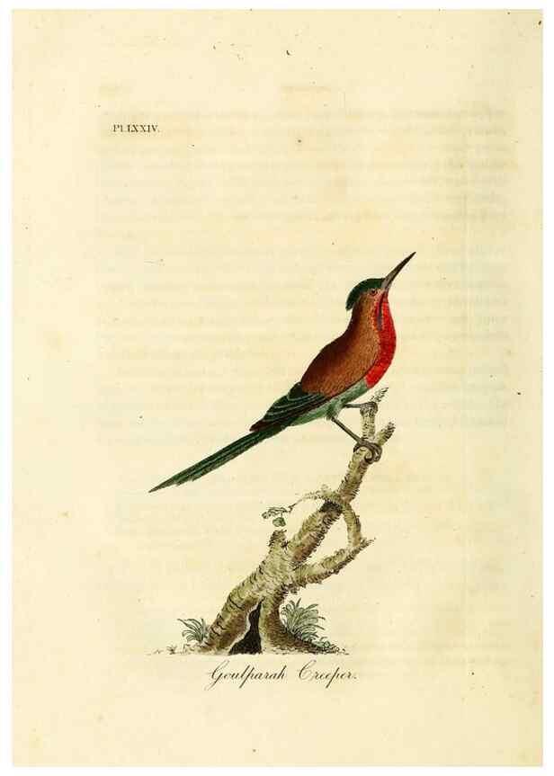 Reproducción/Reproduction 10310599436: A general history of birds /. Winchester [England] :Printed by Jacob and Johnson, for the author : sold in London by G. and W.B. Whittaker ... [and 3 others],1821-1828.