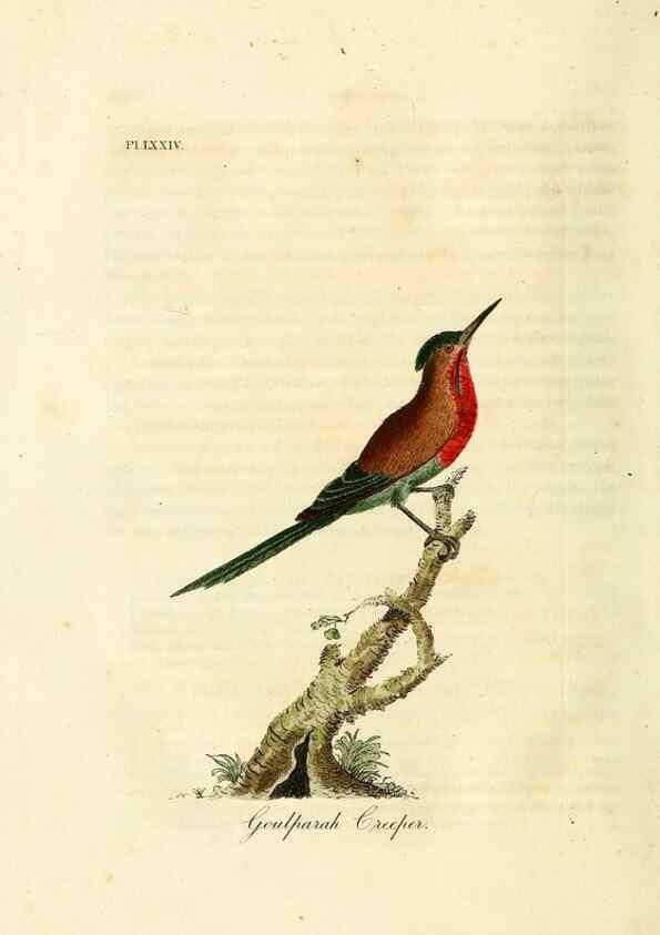 Reproducción/Reproduction 10310599436: A general history of birds /. Winchester [England] :Printed by Jacob and Johnson, for the author : sold in London by G. and W.B. Whittaker ... [and 3 others],1821-1828.
