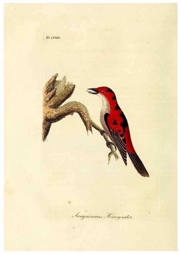 Reproducción/Reproduction 10310595676: A general history of birds /. Winchester [England] :Printed by Jacob and Johnson, for the author : sold in London by G. and W.B. Whittaker ... [and 3 others],1821-1828.