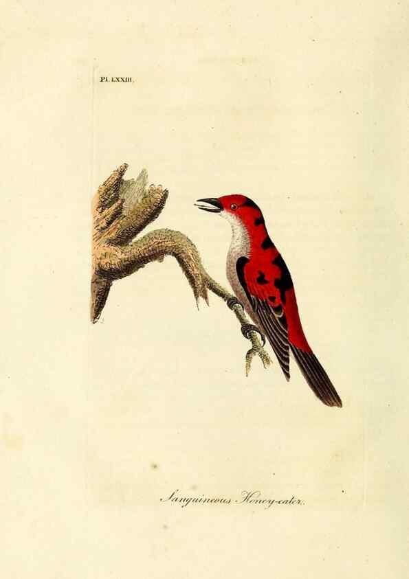 Reproducción/Reproduction 10310595676: A general history of birds /. Winchester [England] :Printed by Jacob and Johnson, for the author : sold in London by G. and W.B. Whittaker ... [and 3 others],1821-1828.