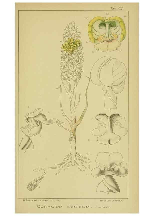 Reproducción/Reproduction 9734534378: Icones orchidearum austro-africanarum extra-tropicarum :. London :W. Wesley,1896-1913.