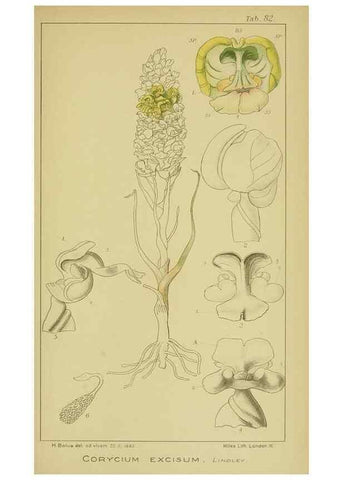 Reproducción/Reproduction 9734534378: Icones orchidearum austro-africanarum extra-tropicarum :. London :W. Wesley,1896-1913.