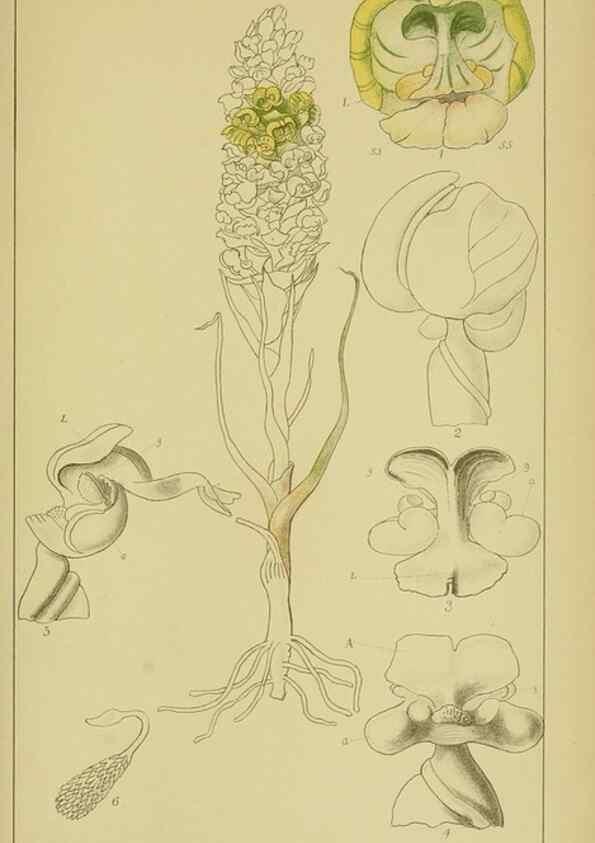 Reproducción/Reproduction 9734534378: Icones orchidearum austro-africanarum extra-tropicarum :. London :W. Wesley,1896-1913.