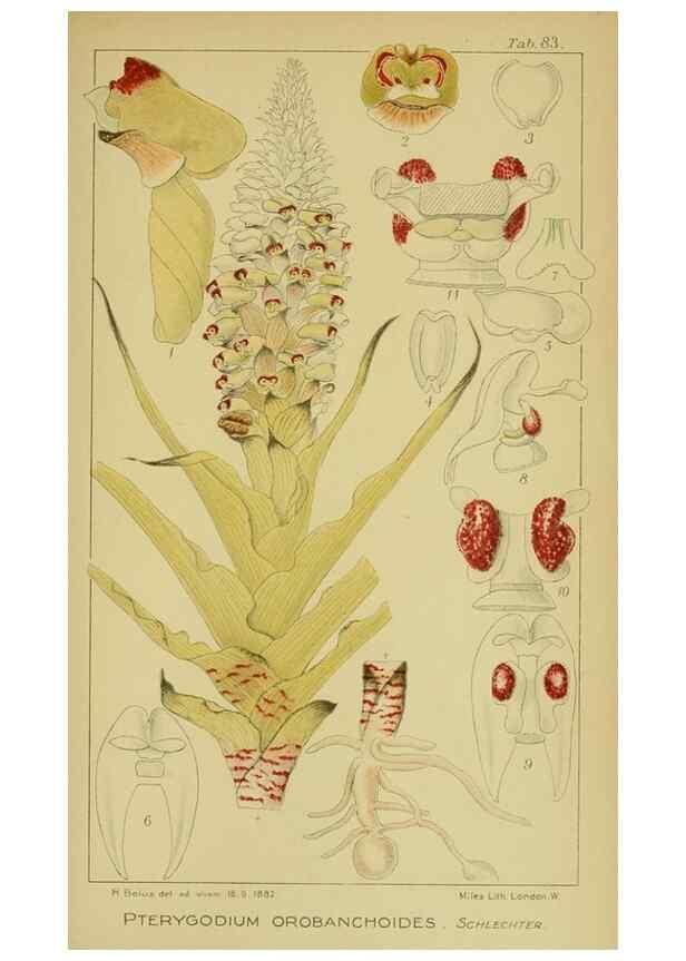 Reproducción/Reproduction 9734535654: Icones orchidearum austro-africanarum extra-tropicarum :. London :W. Wesley,1896-1913.
