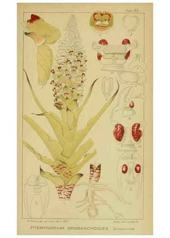 Reproducción/Reproduction 9734535654: Icones orchidearum austro-africanarum extra-tropicarum :. London :W. Wesley,1896-1913.