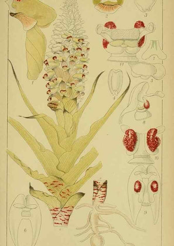 Reproducción/Reproduction 9734535654: Icones orchidearum austro-africanarum extra-tropicarum :. London :W. Wesley,1896-1913.