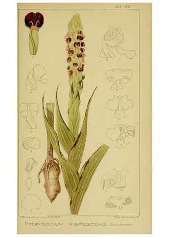 Reproducción/Reproduction 9731309167: Icones orchidearum austro-africanarum extra-tropicarum :. London :W. Wesley,1896-1913.