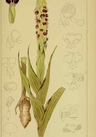 Reproducción/Reproduction 9731309167: Icones orchidearum austro-africanarum extra-tropicarum :. London :W. Wesley,1896-1913.