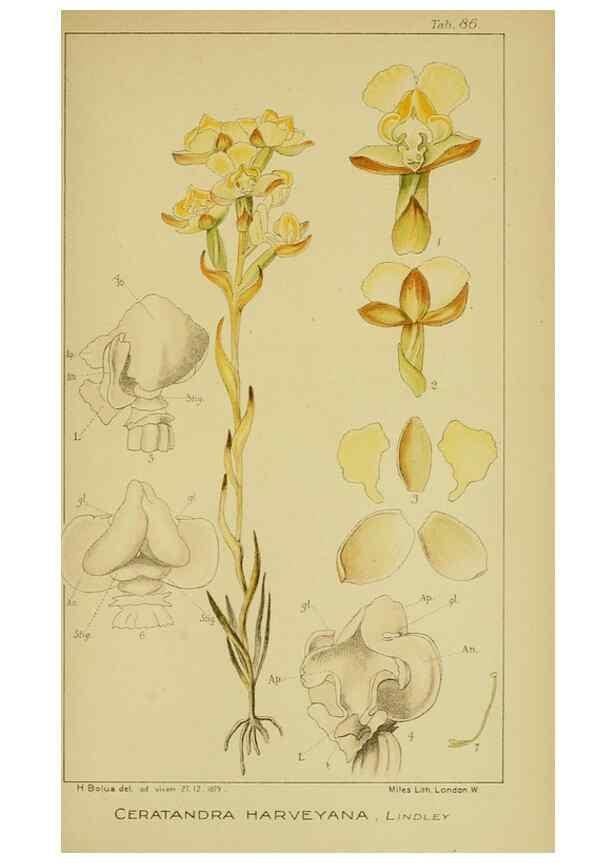 Reproducción/Reproduction 9734539042: Icones orchidearum austro-africanarum extra-tropicarum :. London :W. Wesley,1896-1913.