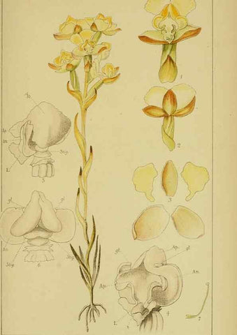 Reproducción/Reproduction 9734539042: Icones orchidearum austro-africanarum extra-tropicarum :. London :W. Wesley,1896-1913.