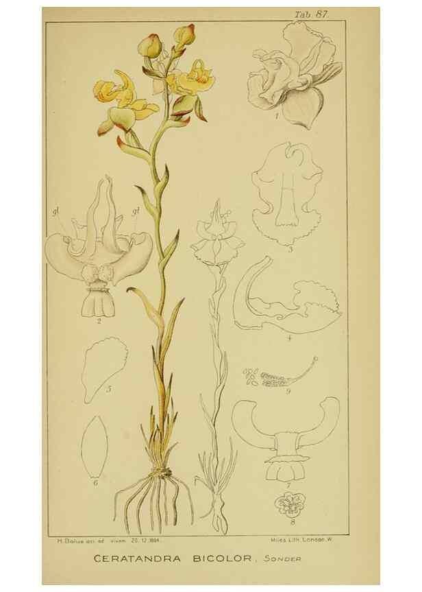 Reproducción/Reproduction 9731313573: Icones orchidearum austro-africanarum extra-tropicarum :. London :W. Wesley,1896-1913.