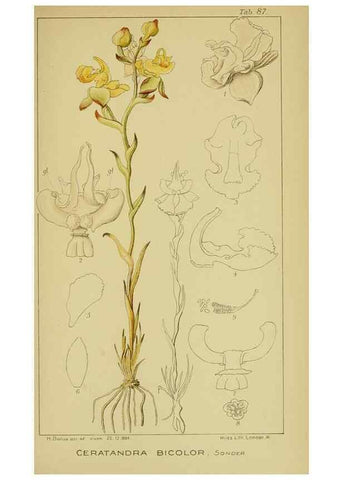 Reproducción/Reproduction 9731313573: Icones orchidearum austro-africanarum extra-tropicarum :. London :W. Wesley,1896-1913.