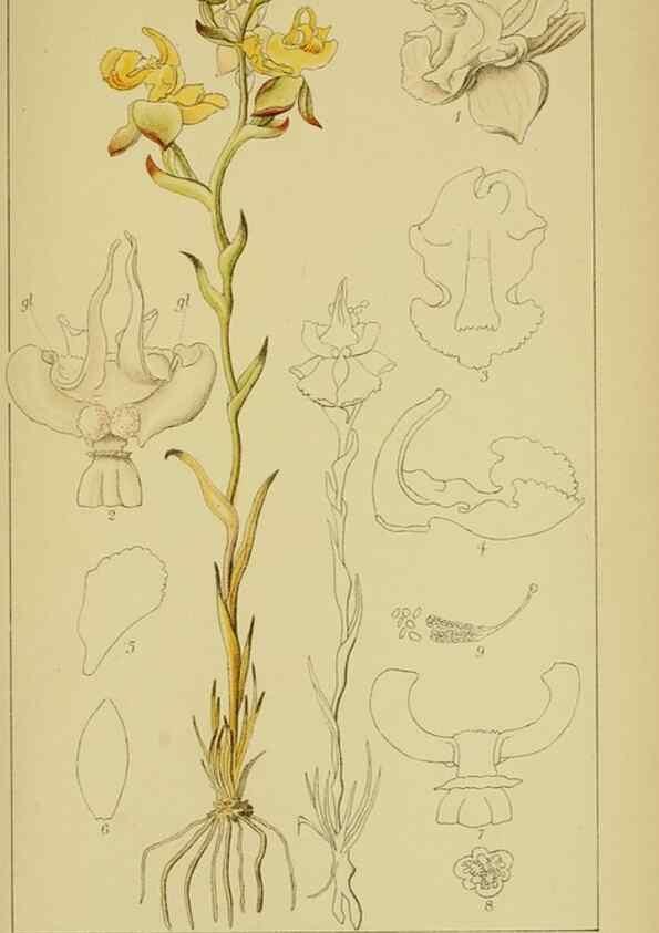 Reproducción/Reproduction 9731313573: Icones orchidearum austro-africanarum extra-tropicarum :. London :W. Wesley,1896-1913.