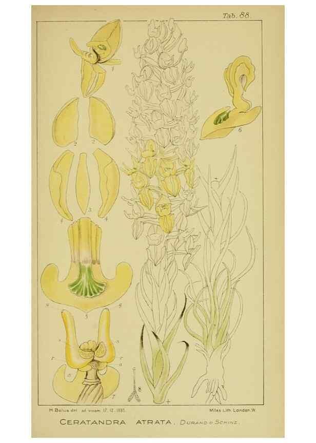Reproducción/Reproduction 9734542352: Icones orchidearum austro-africanarum extra-tropicarum :. London :W. Wesley,1896-1913.