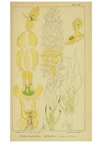 Reproducción/Reproduction 9734542352: Icones orchidearum austro-africanarum extra-tropicarum :. London :W. Wesley,1896-1913.