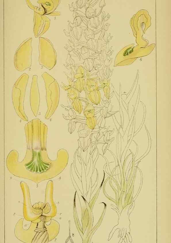 Reproducción/Reproduction 9734542352: Icones orchidearum austro-africanarum extra-tropicarum :. London :W. Wesley,1896-1913.