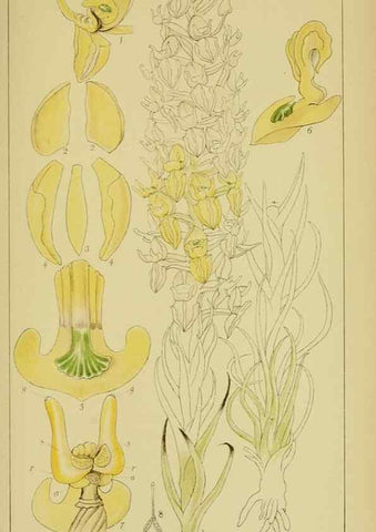 Reproducción/Reproduction 9734542352: Icones orchidearum austro-africanarum extra-tropicarum :. London :W. Wesley,1896-1913.