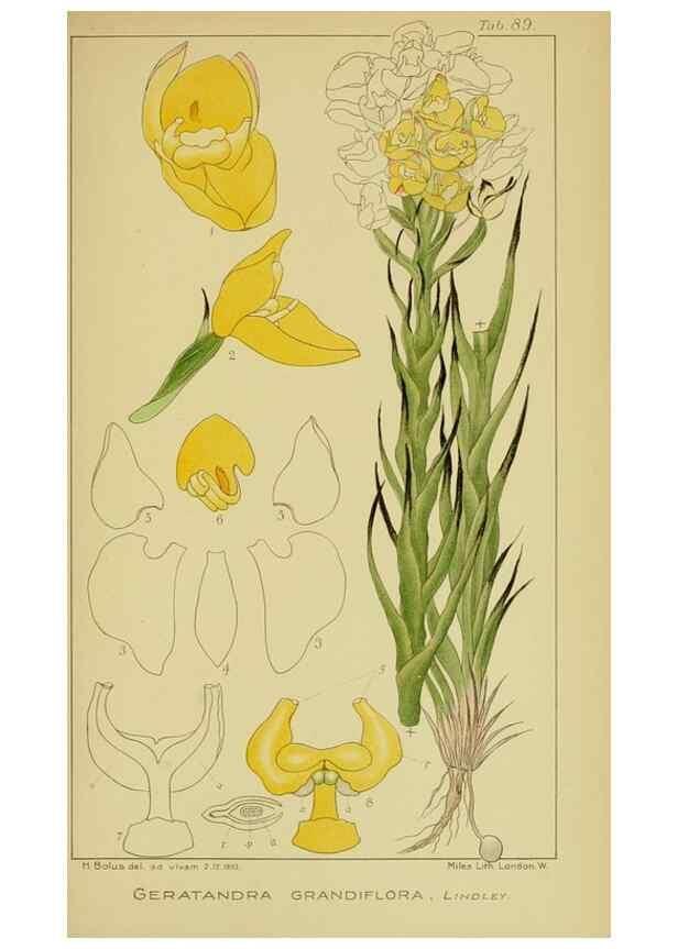 Reproducción/Reproduction 9734543662: Icones orchidearum austro-africanarum extra-tropicarum :. London :W. Wesley,1896-1913.
