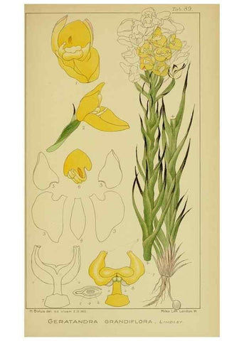 Reproducción/Reproduction 9734543662: Icones orchidearum austro-africanarum extra-tropicarum :. London :W. Wesley,1896-1913.