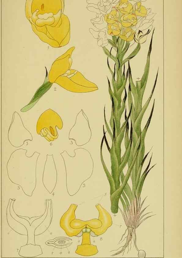 Reproducción/Reproduction 9734543662: Icones orchidearum austro-africanarum extra-tropicarum :. London :W. Wesley,1896-1913.