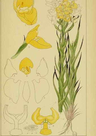 Reproducción/Reproduction 9734543662: Icones orchidearum austro-africanarum extra-tropicarum :. London :W. Wesley,1896-1913.
