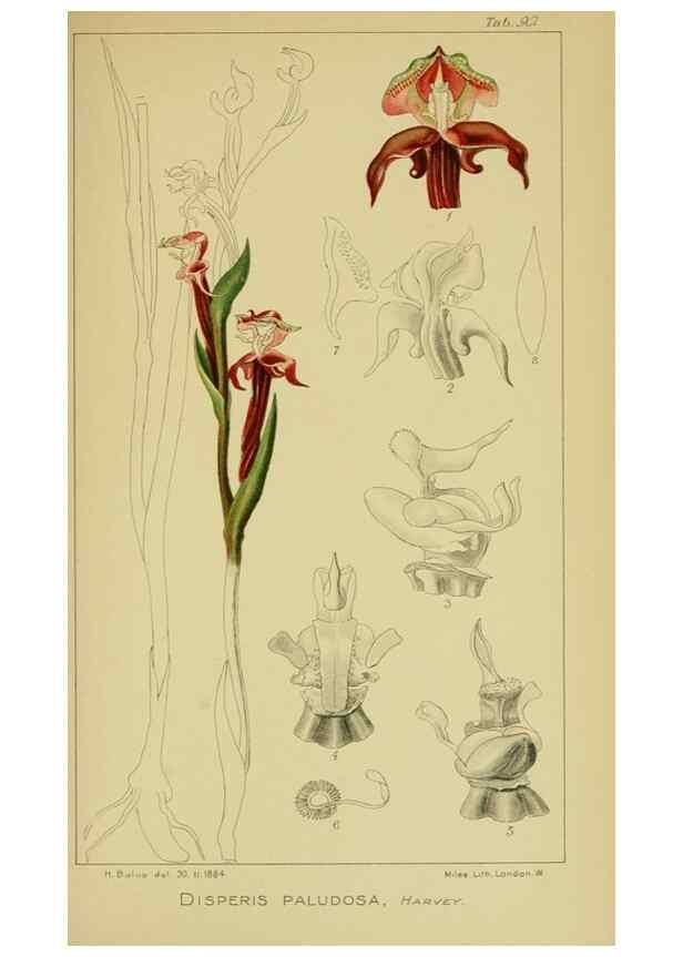 Reproducción/Reproduction 9731317235: Icones orchidearum austro-africanarum extra-tropicarum :. London :W. Wesley,1896-1913.