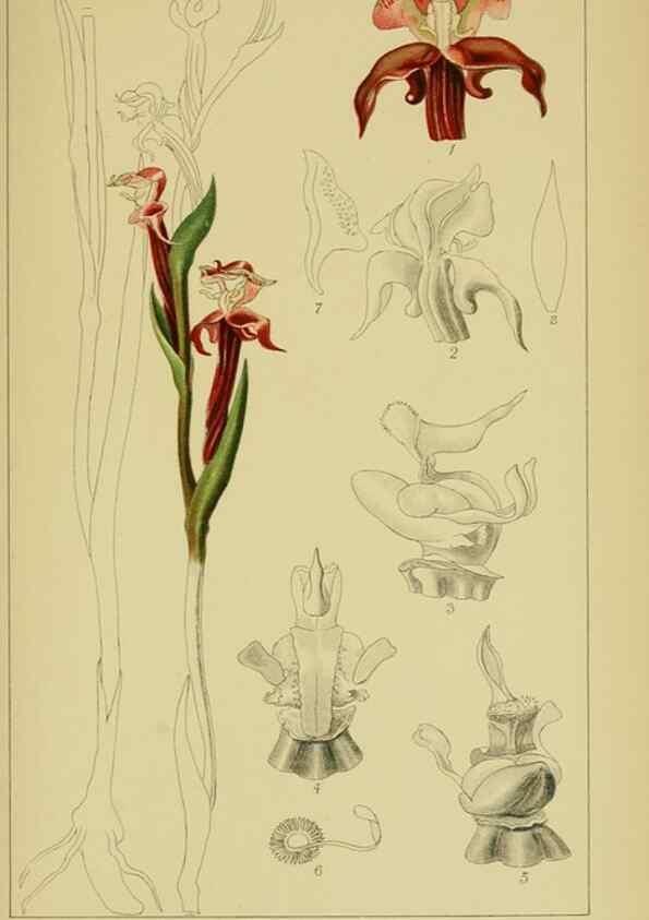 Reproducción/Reproduction 9731317235: Icones orchidearum austro-africanarum extra-tropicarum :. London :W. Wesley,1896-1913.
