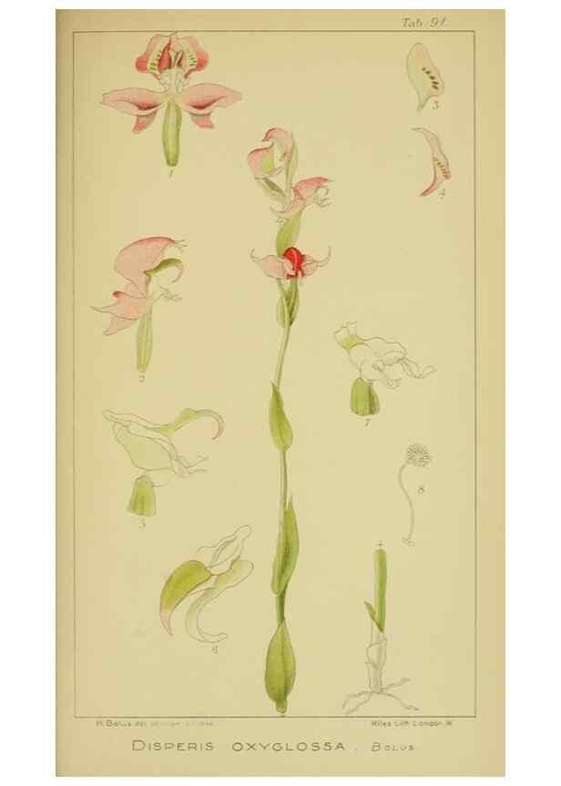 Reproducción/Reproduction 9731318429: Icones orchidearum austro-africanarum extra-tropicarum :. London :W. Wesley,1896-1913.